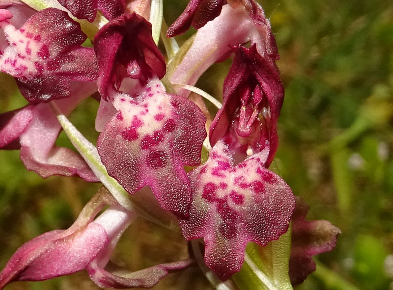 Anacamptis coriophora subsp. fragans..........Gargano